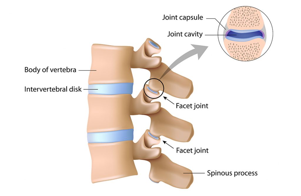 Vertebrae Anatomy